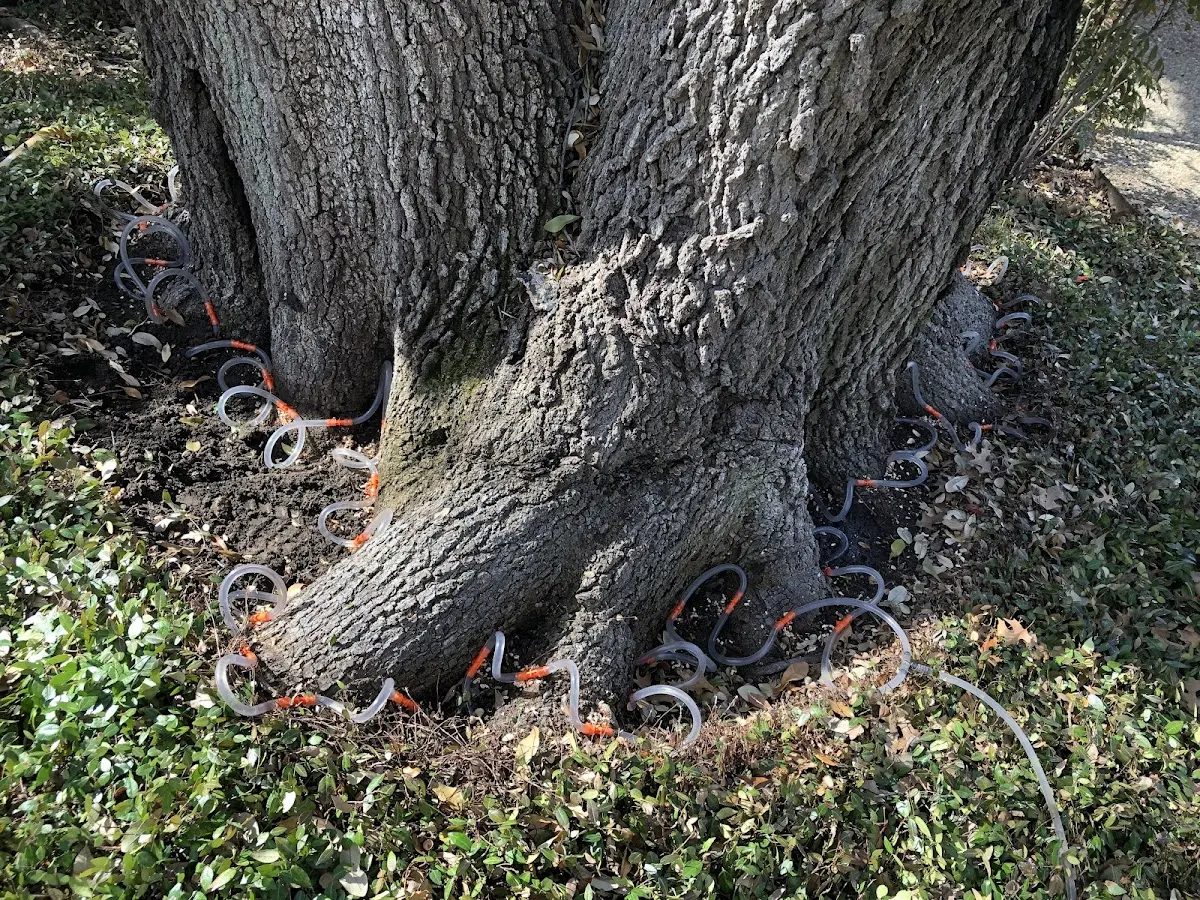 Detailed Tree Cabling and Bracing job site in Savannah