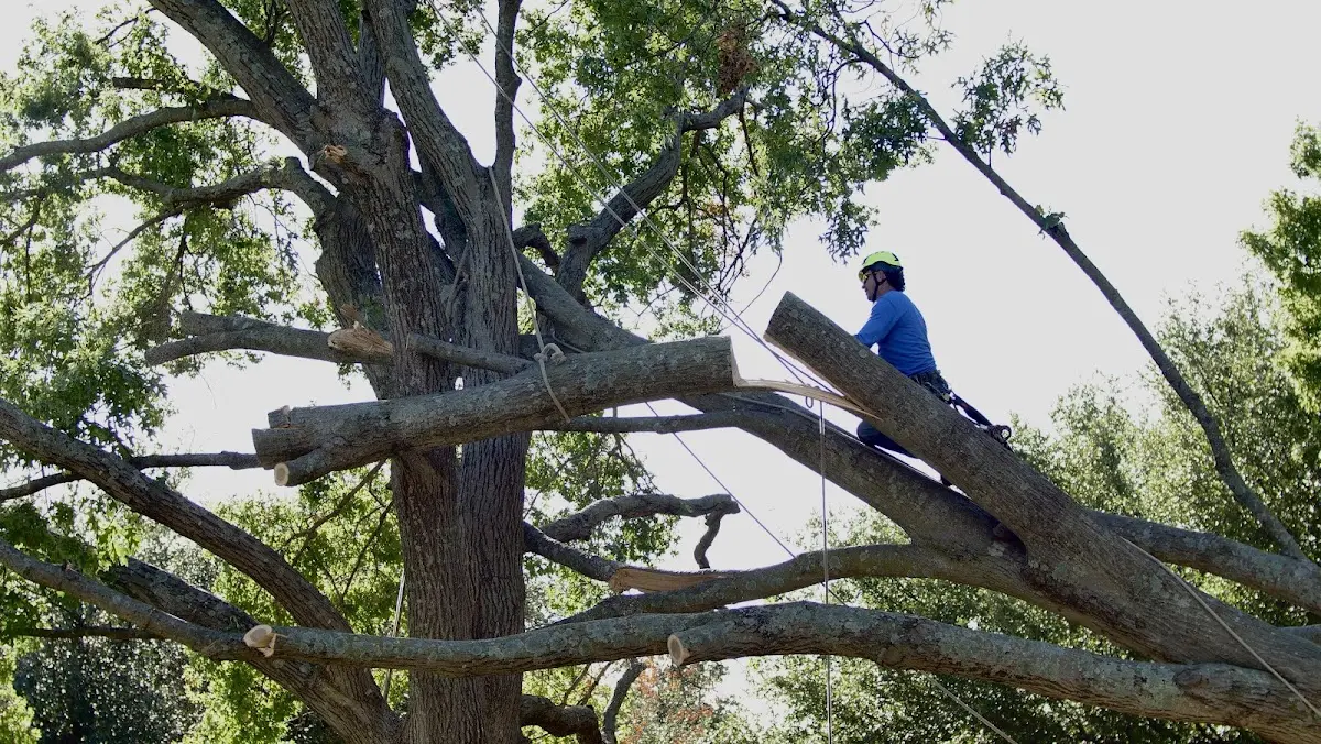Professional Hazardous Tree Removal performed by certified arborists in Savannah